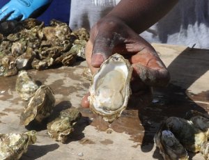  Les huîtres « Made in Sénégal » une fierté locale