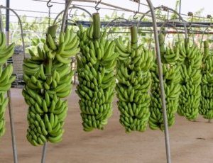 Les perspectives prometteuses de la banane « Made in Sénégal »