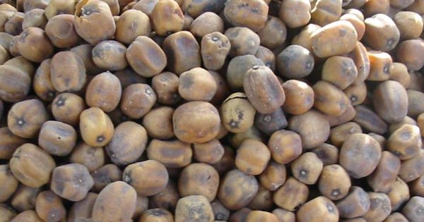 senegal-export.com